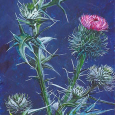 thistle_thumb